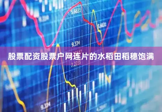 股票配资股票户网连片的水稻田稻穗饱满